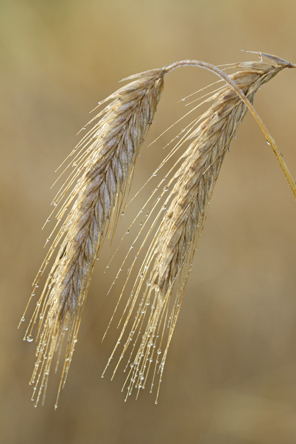 Triticum2.jpg