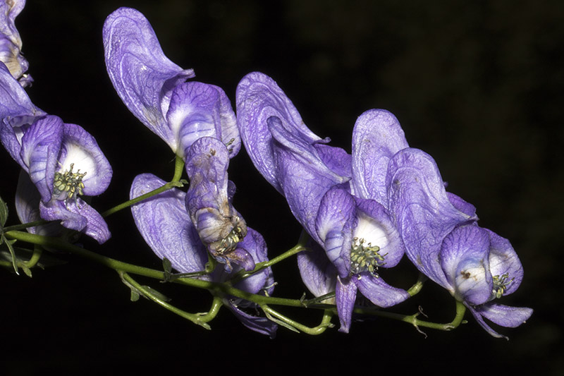 Aconitum_variegatum_7b.jpg