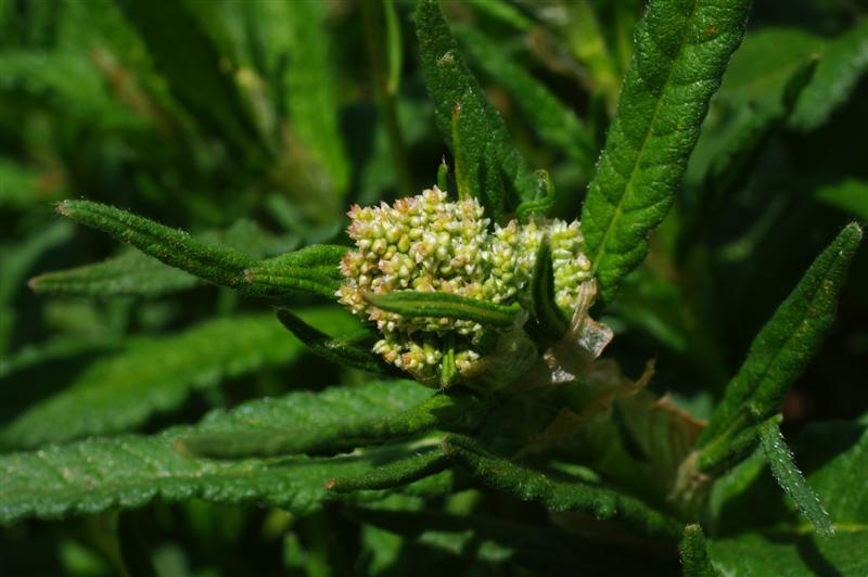 Inflorescence