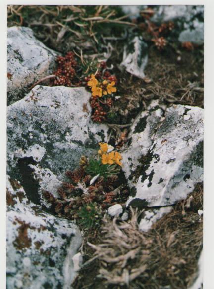 draba aizoides ?