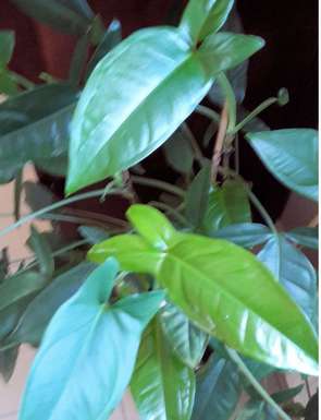 plante verte.bis.jpg