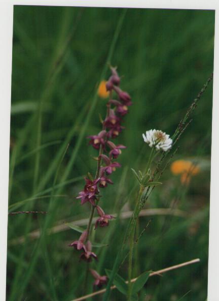 epipactis