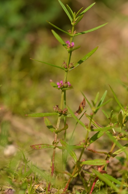 Ammannia coccinea Rottb. (01).JPG