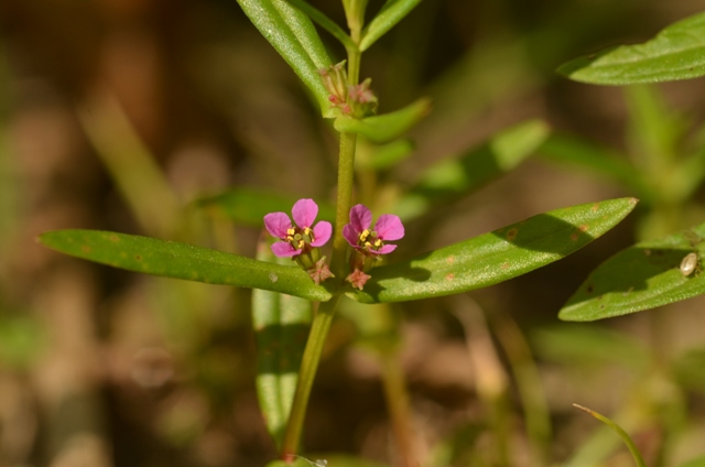 Ammannia coccinea Rottb. (02).JPG