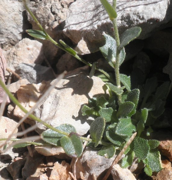 Arabis_2_St Adrian.jpg