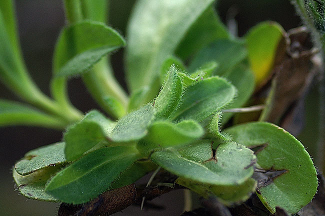 Veronica lilacina rosette basale 6398.JPG