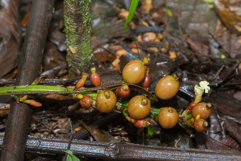 Renealmia guianensis.jpg