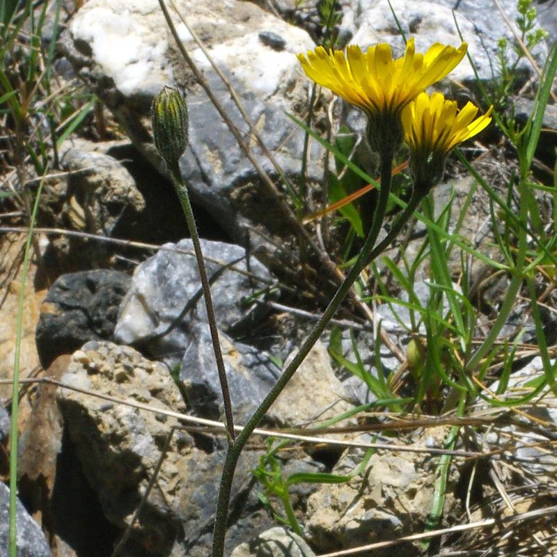 Inflorescence