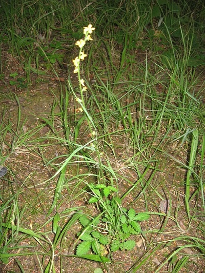 Aigremoine eupatoire.jpg