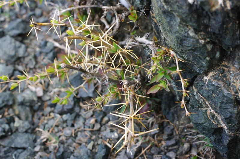 Sous arbrisseau