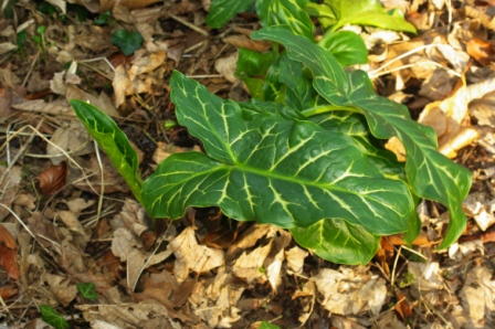 feuille vue de dessus