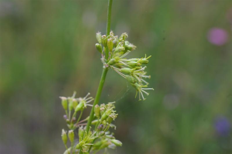 Inflorescence