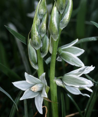 Ornithogalum_ nutans.jpg