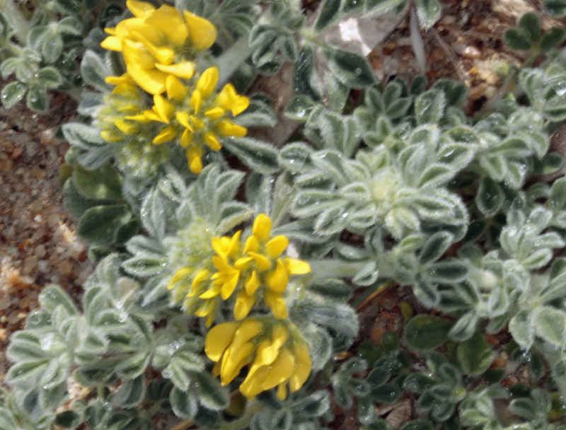 Fabacées - Medicago marina (Luzerne maritime) - Red.jpg