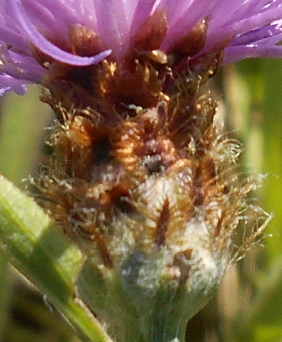 Bractées