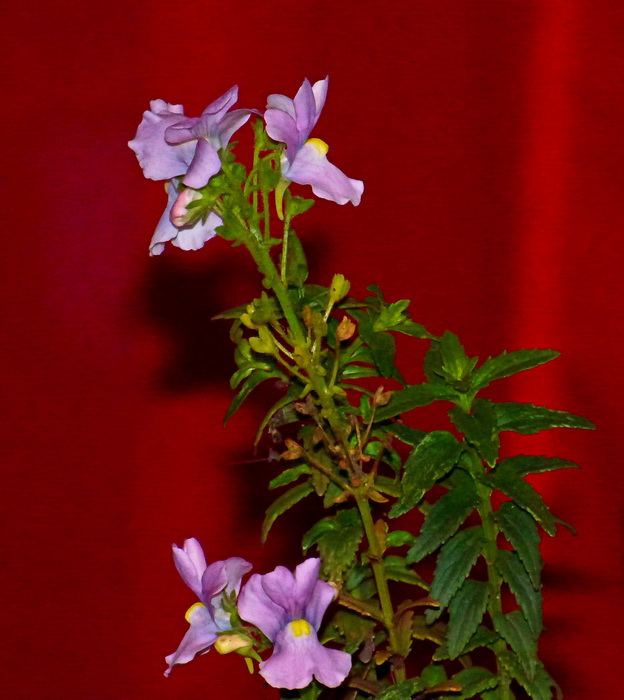 Fleur_Lille_20161201.jpg