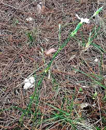 Dianthus sp-1aPort-Azille-12 2016-ALG.jpg