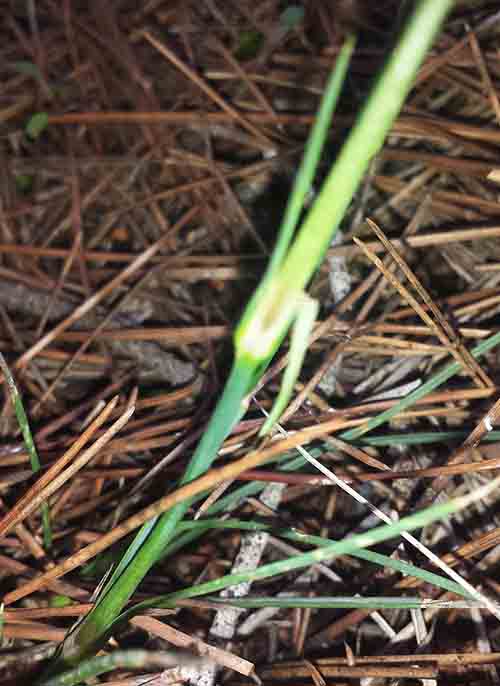 Dianthus sp-2aFeuil-Azille-12 2016-ALG.jpg
