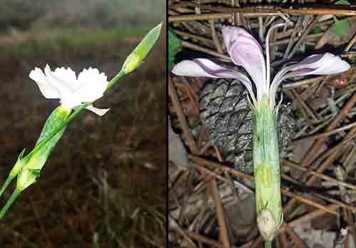Dianthus sp-3aFl-Azille-12 2016-ALG.jpg