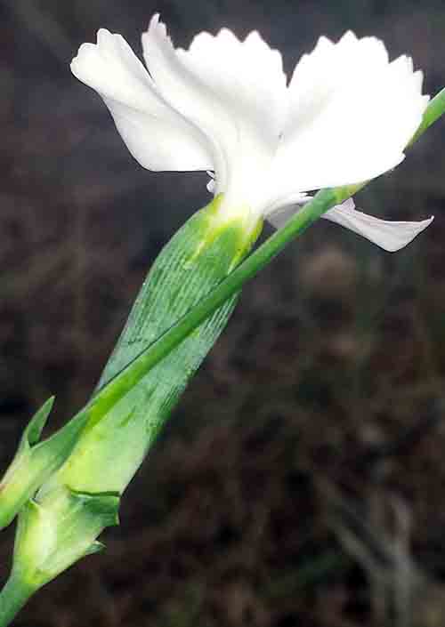 Dianthus sp-3bFl-Azille-12 2016-ALG.jpg