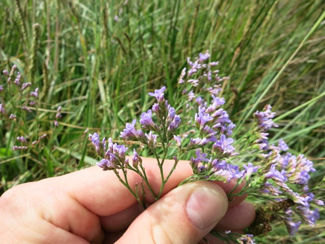 Limonium sp.III.jpg