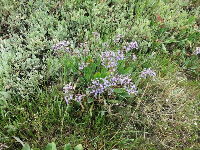 Limonium sp.V.jpg