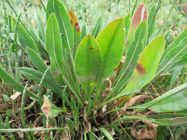 Limonium sp.VII.jpg