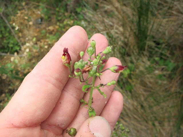 Scrophularia sp.II.jpg