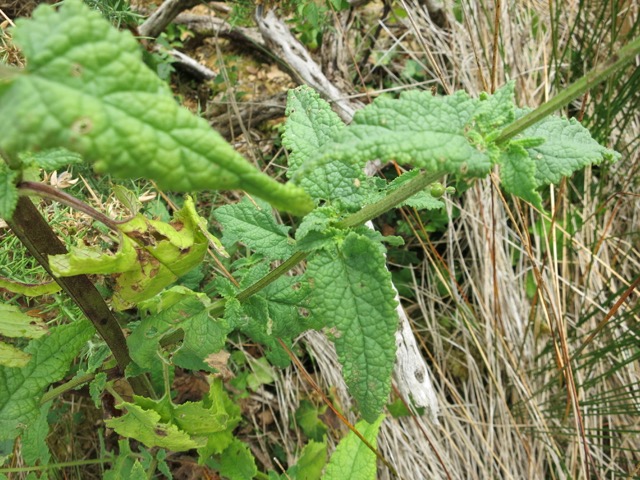 Scrophularia sp.III.jpg