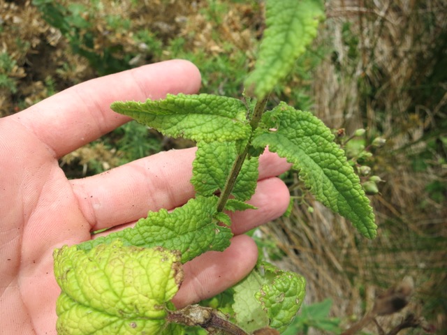 Scrophularia sp.IV.jpg