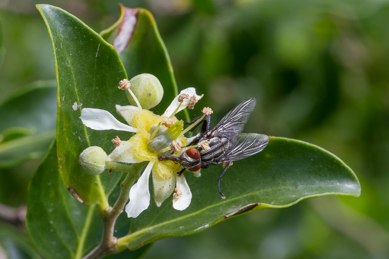 Quillaja-saponaria1.jpg