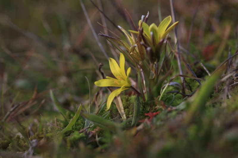 Gagea bohemica