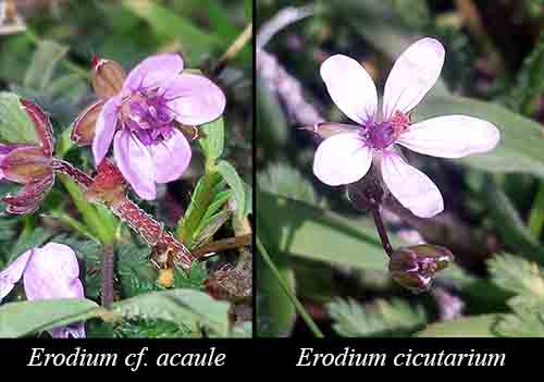 Erodium-comparaison-02 2017-ALG.jpg