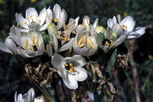 Ornithogalum_ arabicum.jpg