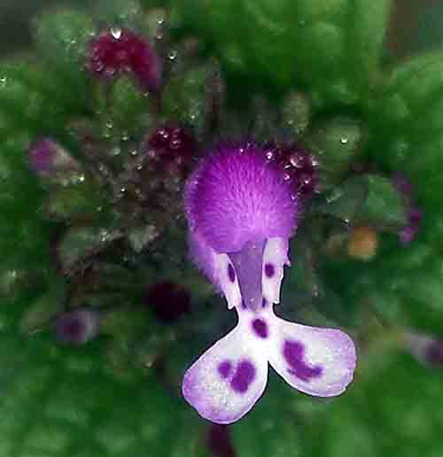 Lamium-3aFl-La Clappee-28 02 2017-ALG.jpg