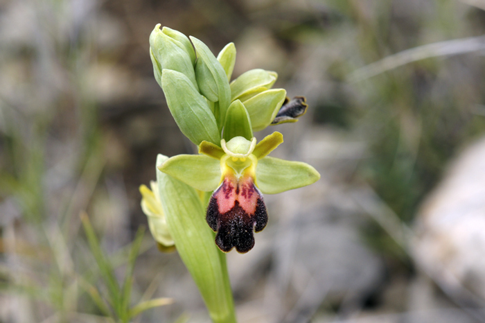 Ophrys-fusca-Leucate.jpg