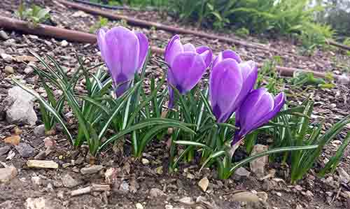 Crocus sp-1aPort-Narbonne-27 02 2017-ALG.jpg