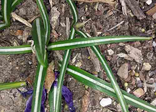 Crocus sp-2aFeuil-Narbonne-27 02 2017-ALG.jpg