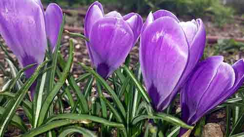 Crocus sp-3aF-Narbonne-27 02 2017-ALG.jpg