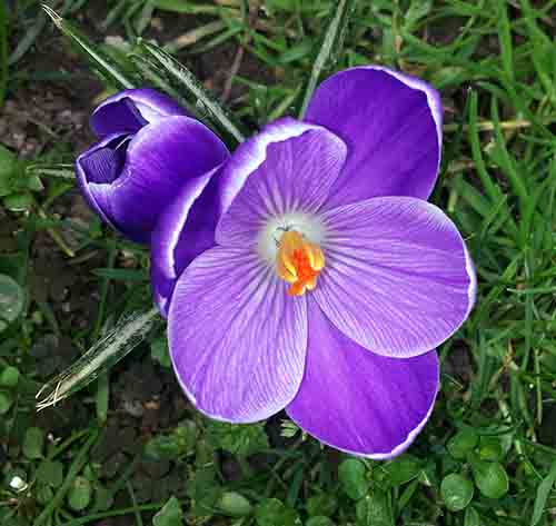 Crocus sp-3bFl-Narbonne-27 02 2017-ALG.jpg