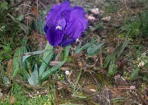 Iris sp-1aPort-La Clappe-27 02 2017-ALG.jpg