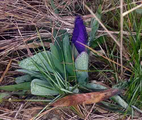 Iris sp-1bPort-La Clappe-27 02 2017-ALG.jpg