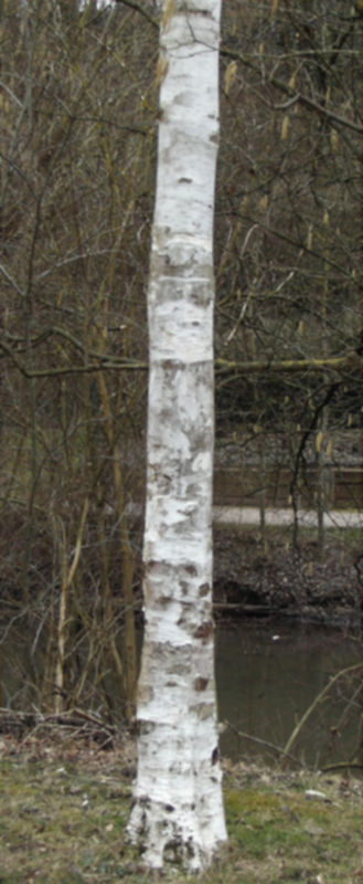 Bouleau 02.jpg