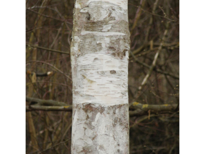 Bouleau 03.jpg
