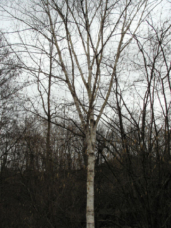 Bouleau 01.jpg