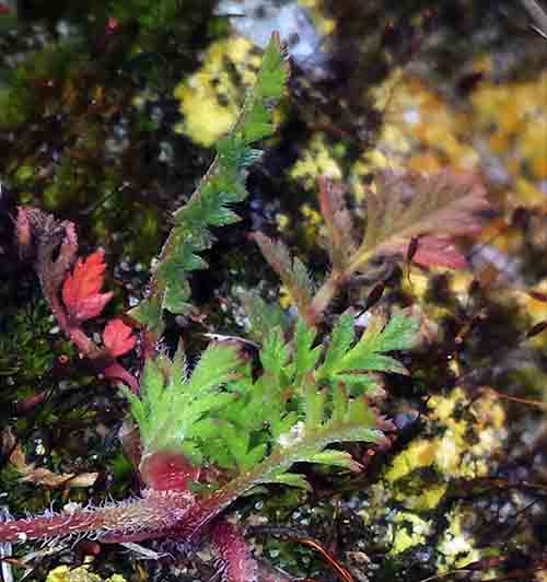 Erodium sp-2aFeuil-Gruissan-7 03 2017-ALG.jpg