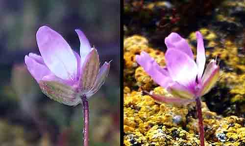 Erodium sp-3aFl-Gruissan-7 03 2017-ALG.jpg