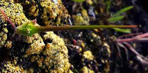 Erodium sp-5aFr-Gruissan-7 03 2017-ALG.jpg