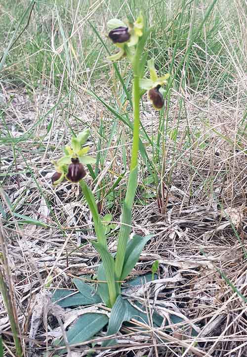 Ophrys sp-1aPort-Gruissan-7 03 2017-ALG.jpg