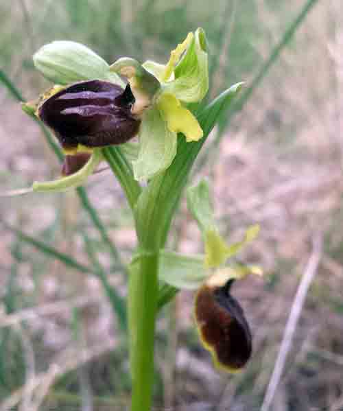 Ophrys sp-3aFl-Gruissan-7 03 2017-ALG.jpg